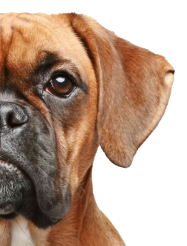 Relation Canine 85 Education Canine La Roche Sur Yon Dog 1 Pa 1