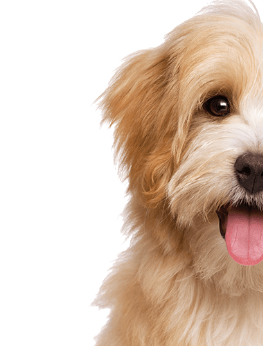 Relation Canine 85 Education Canine La Roche Sur Yon Dog 2 Pa 2