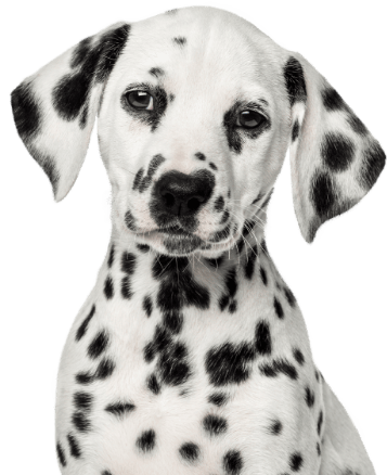 Relation Canine 85 Education Canine La Roche Sur Yon Phrase Daccroch 1