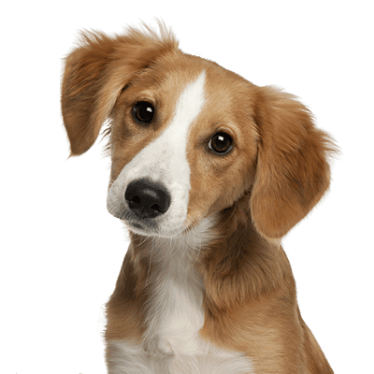 Relation Canine 85 Education Canine La Roche Sur Yon Phrase Daccroch 2