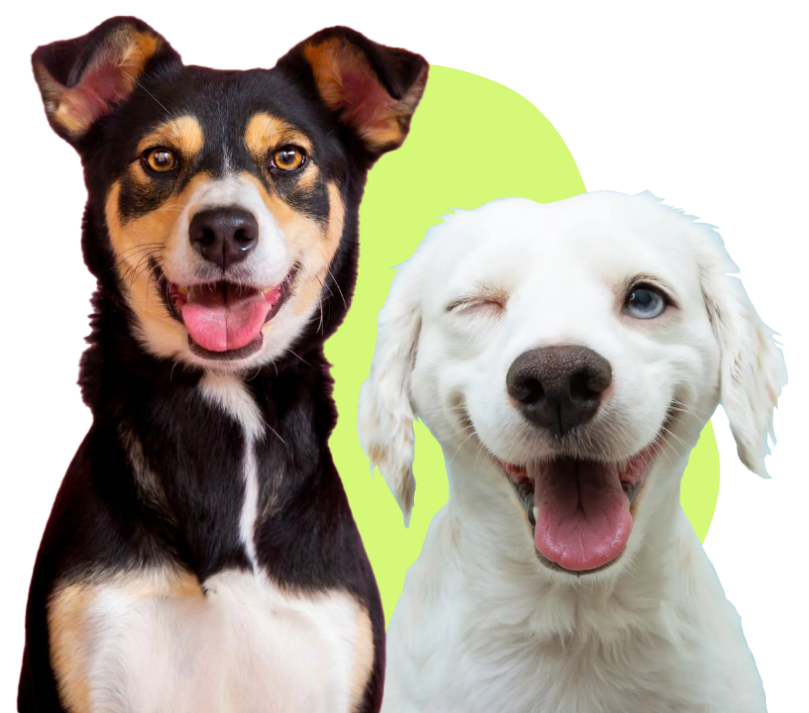 Relation Canine 85 Education Canine La Roche Sur Yon Bloc1 Relation Canine 85 Education Canine La Roche Sur Yon Bloc1