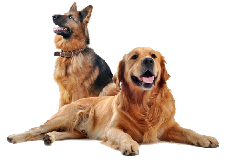 Relation Canine 85 Education Canine La Roche Sur Yon Dressage Canin 1 Relation Canine 85 Education Canine La Roche Sur Yon Dressage Canin 1
