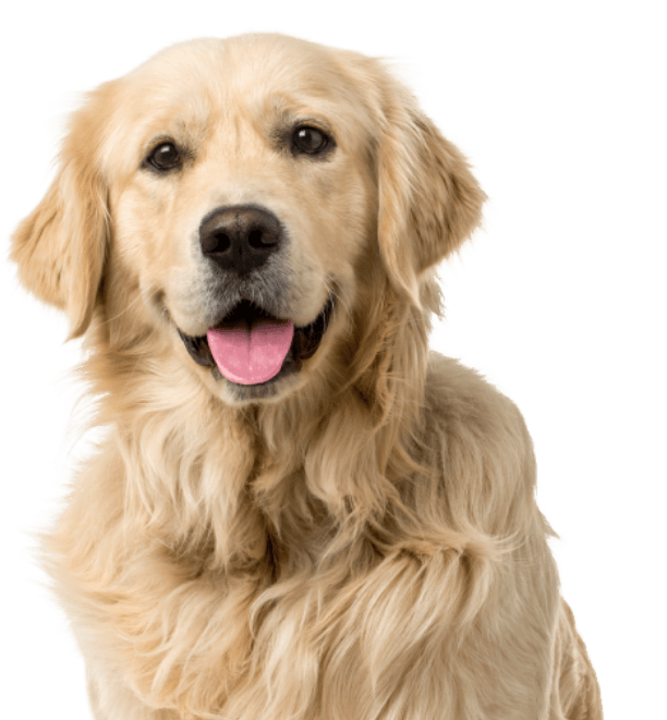 Relation Canine 85 Education Canine La Roche Sur Yon Ma Passion Pour Les Chiens 1 1 Relation Canine 85 Education Canine La Roche Sur Yon Ma Passion Pour Les Chiens 1 1