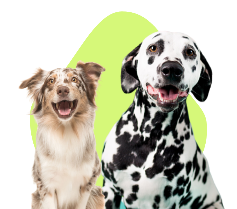 Relation Canine 85 Education Canine La Roche Sur Yon H1 Relation Canine 85 Education Canine La Roche Sur Yon H1