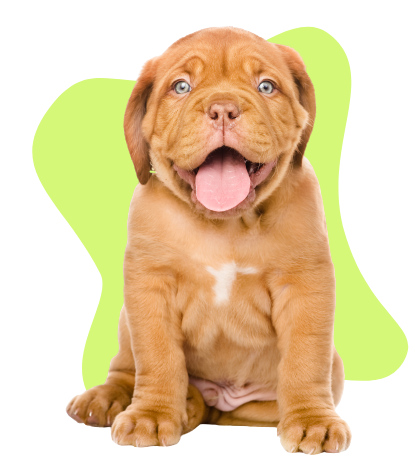 Relation Canine 85 Education Canine La Roche Sur Yon H2 Relation Canine 85 Education Canine La Roche Sur Yon H2